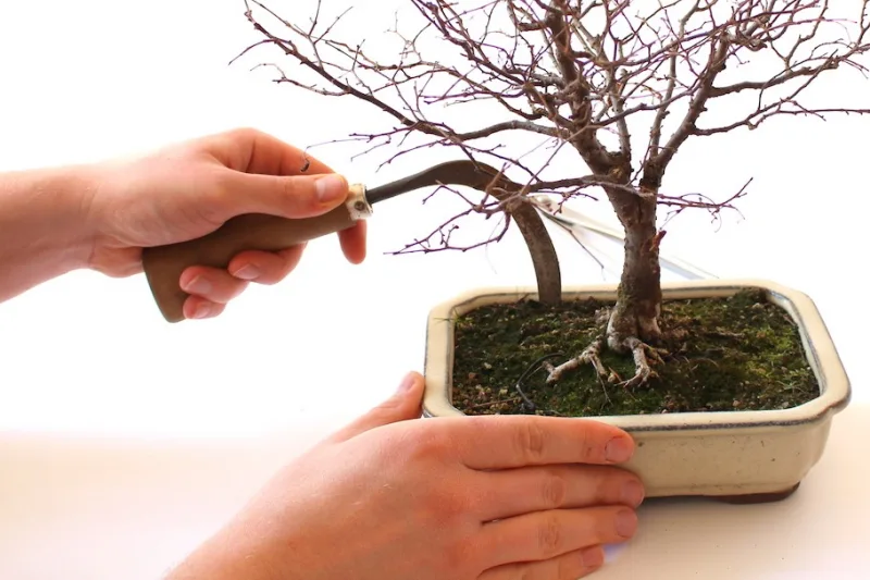 technique de rempotage petit arbre nain pot terre bonsai