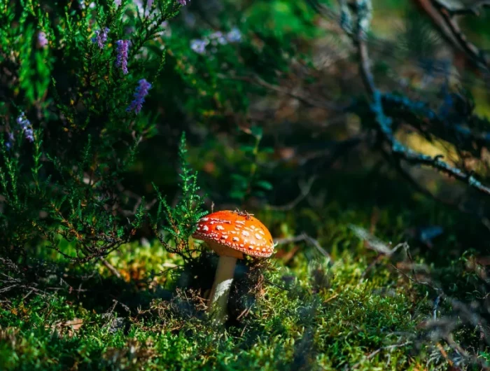 terre acide pour plantes acidophiles définition terre de bruyère