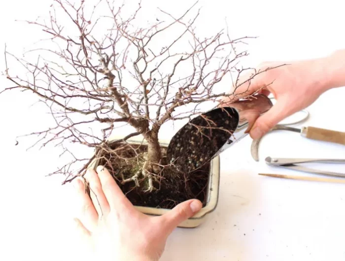 terreau bonsai technique de rempotage en automne ou printemps