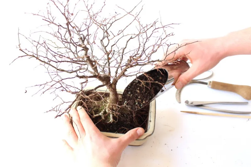 terreau bonsai technique de rempotage en automne ou printemps