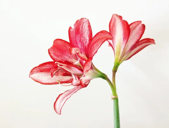 tige plante a fleurs floraison noel petales rouges