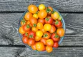 Comment faire mûrir des tomates vertes en automne ? Est-ce qu’ils continuent de mûrir une fois cueillies ?