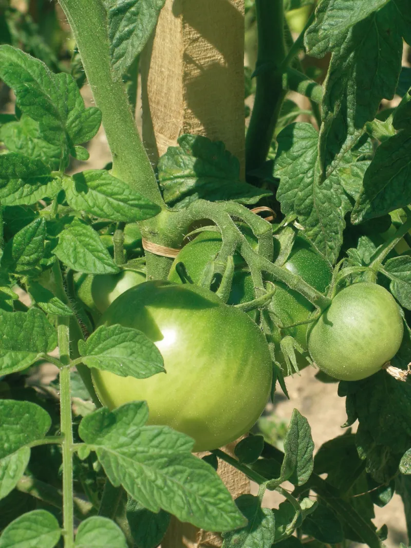 tomates vertes dans le jardin