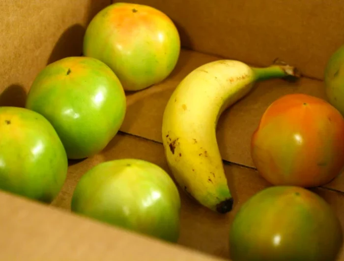 tomates vertes murir carton banane