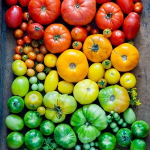 Comment faire mûrir des tomates vertes en automne ? Est-ce qu'ils continuent de mûrir une fois cueillies ?