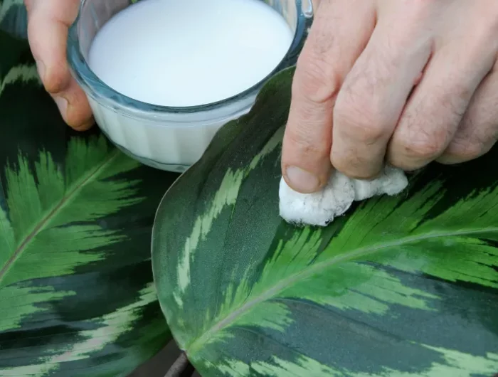 traiter les feuilles des plantes avec du lait