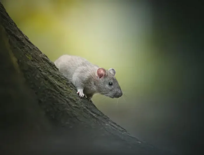tron de bois rongeur lumire nature habitat rat