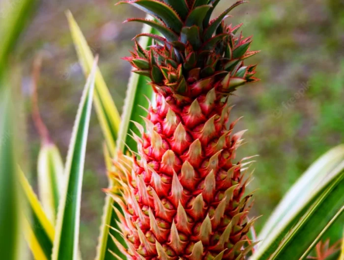 un ananas fleuri rose feuilles plantation en pot