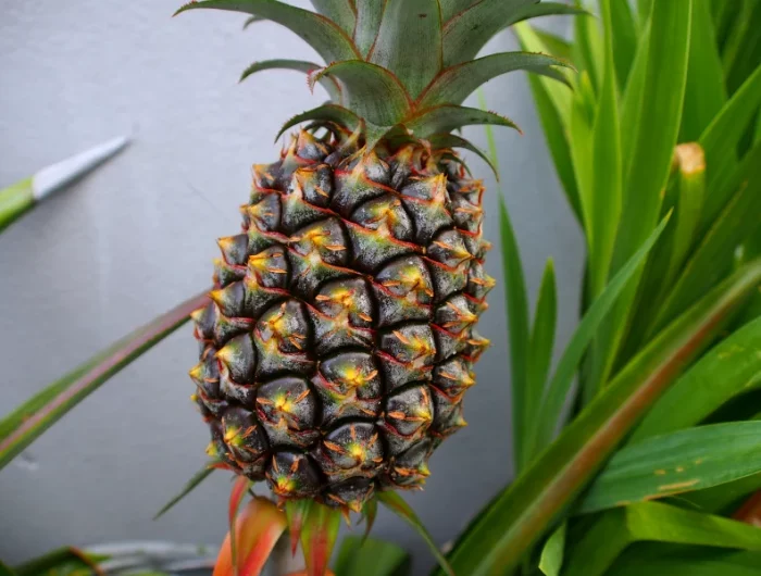 un grand ananas