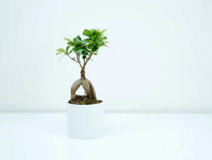 variete bonsai ficus feuillage entretien plante arbre nain