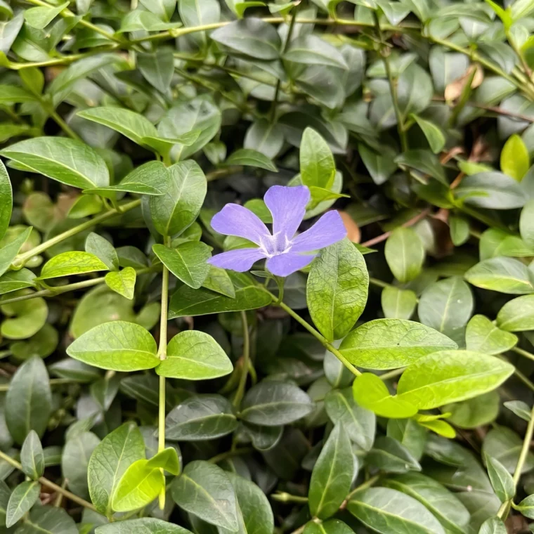 vinca minor feuillage vert dense brillant fleur violette
