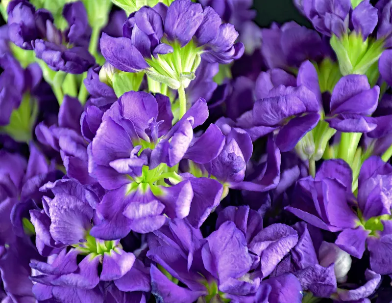 virginie stock variete plante fleurie petales violettes floraison