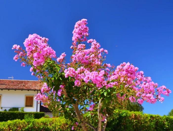 le lilas des indes arbre maison jardin floraison rose ciel blue