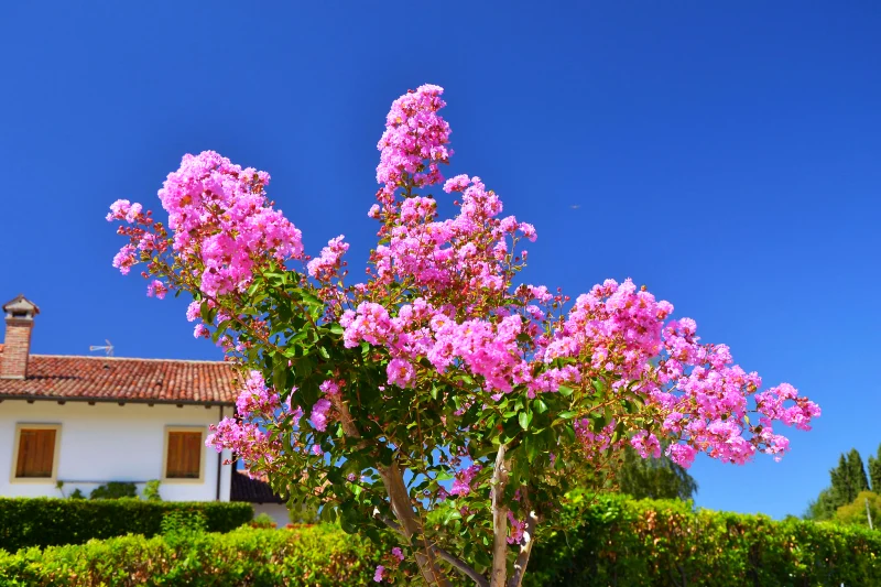 le lilas des indes arbre maison jardin floraison rose ciel blue