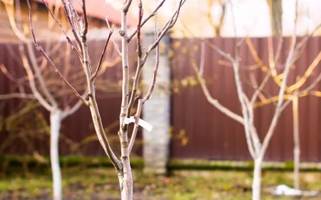 arbres fruitiers nouvellement plantes