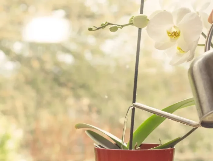arrosage orchidée entretien de la plante d intérieur en hiver exposition fenetre