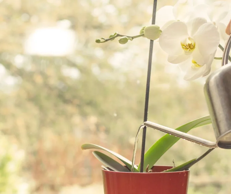 arrosage orchidée entretien de la plante d intérieur en hiver exposition fenetre