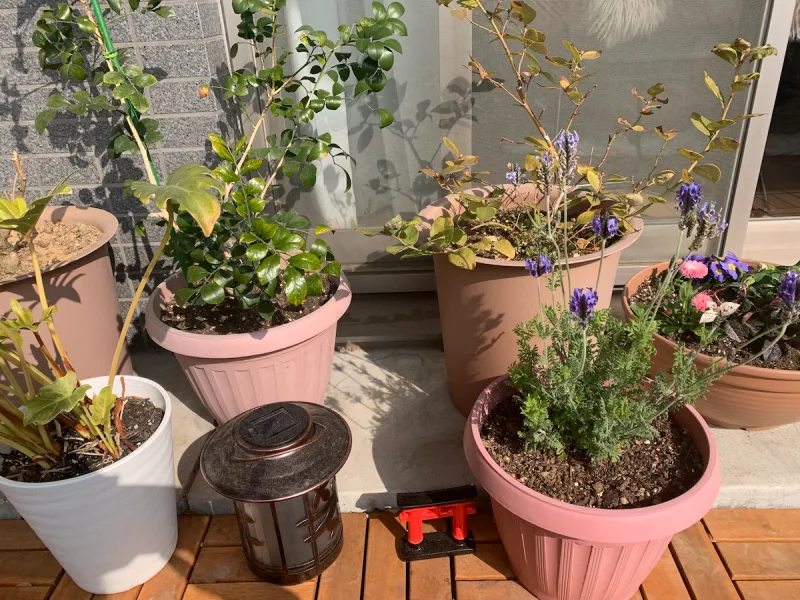 astuces pour protéger ses plantes en pot du froid placer dans le bon endroit les pots de fleurs