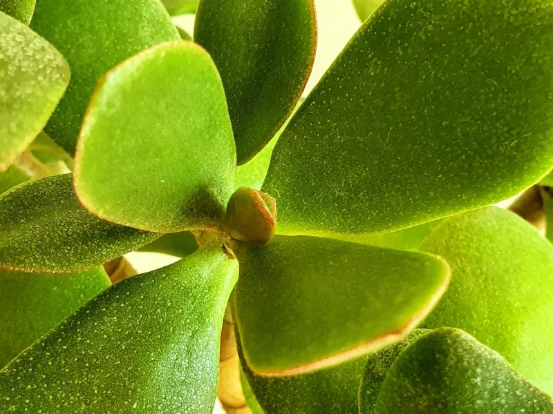 astuces pour reussir l entretien de la plante de jade