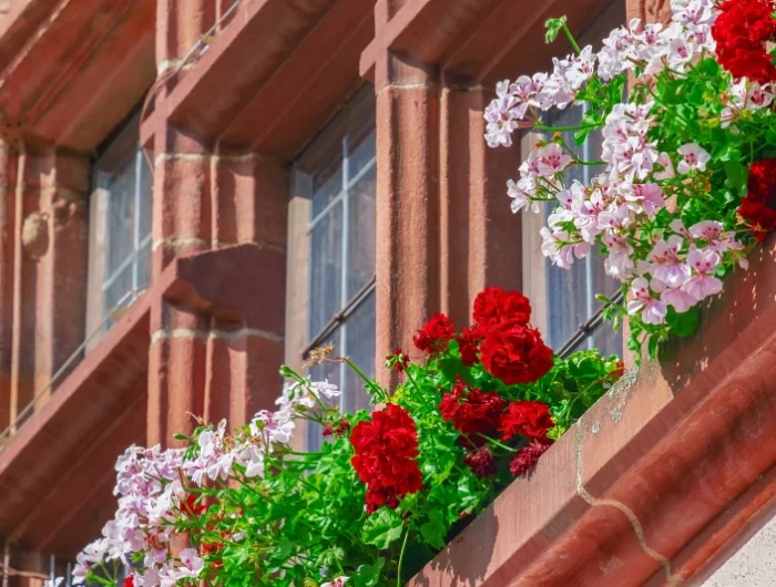balcon pot suspendu plante fleurie geraniums varietes
