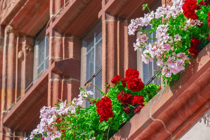 balcon pot suspendu plante fleurie geraniums varietes