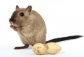 Recette de grand-mère pour tuer les rats : voici les aliments anti-rongeur pour se débarrasser des intrus