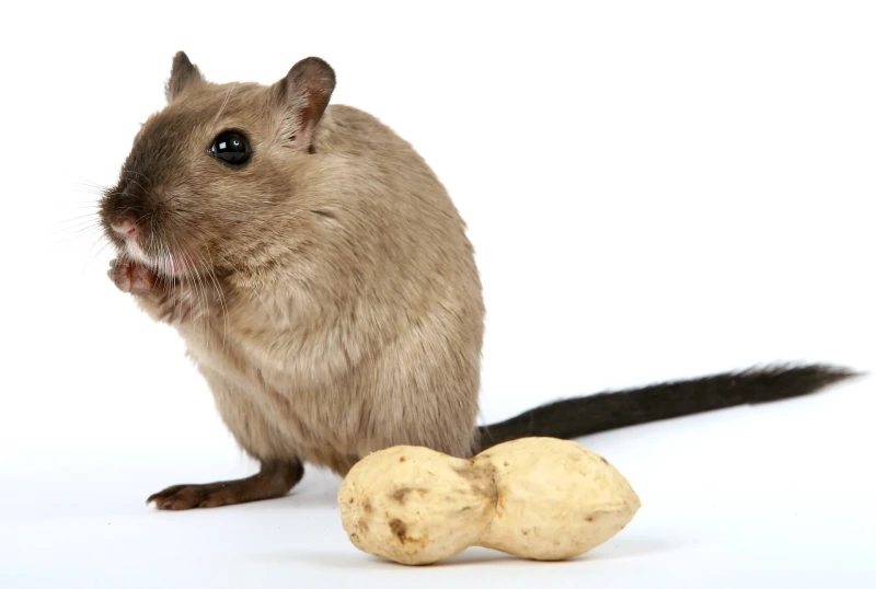 peanut butter rodent food sugar salt kill rats