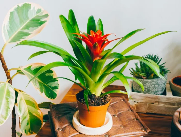 bromelia un plant d interieur avec feuilles verts et fleur rouge