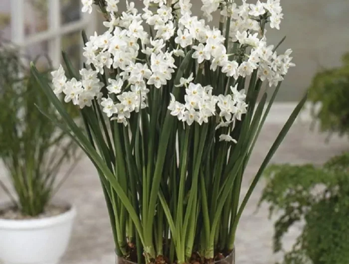 bulbes jacinthe force jacinthes blanches en pot