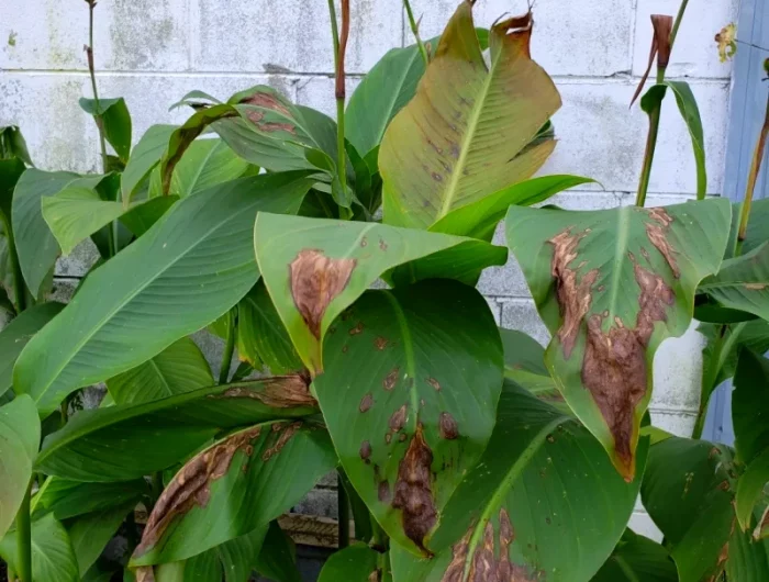 cannas feuilles vertes et marron avant l hiver