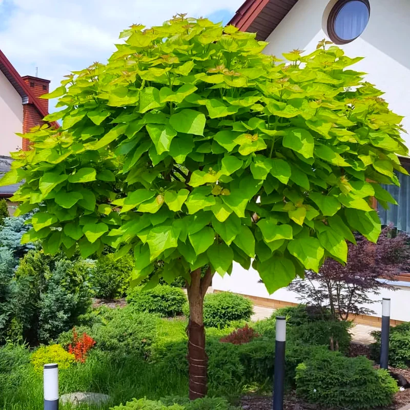 Quel arbre planter devant une maison ? Connaître les bons critères