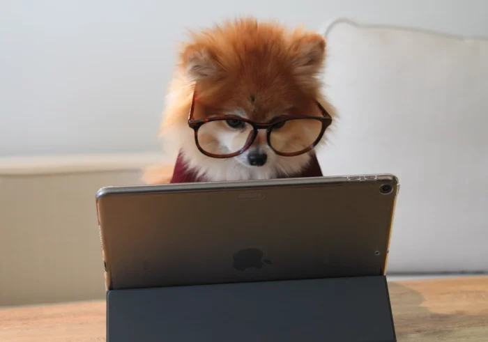 chien animal lunette de vue appareil travail bureau