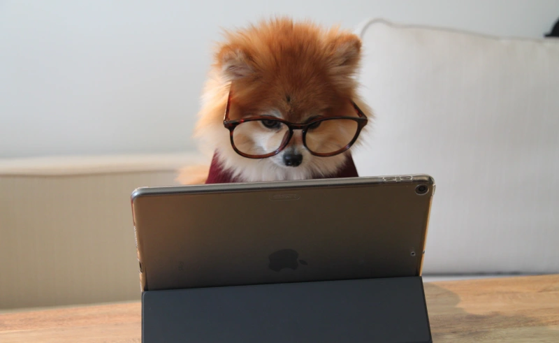 chien animal lunette de vue appareil travail bureau