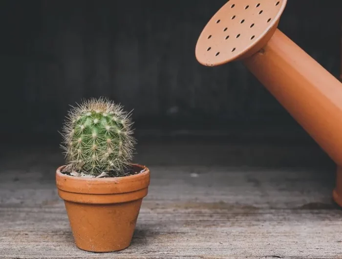 comment arroser un cactus combien et quelle frequence