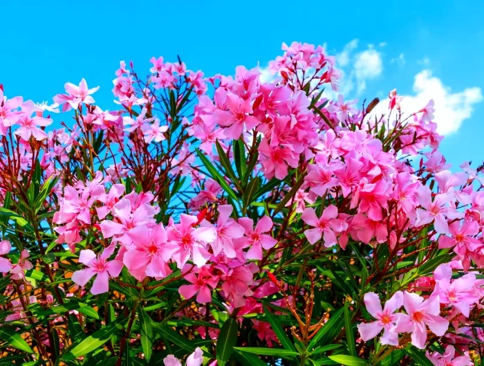 comment bien hiverner un laurier rose ciel blue