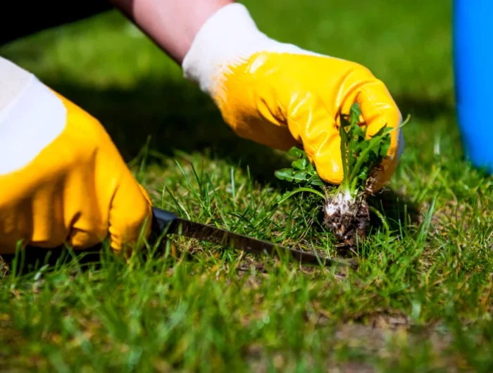 comment bien preparer le pelouse pour l'hiver gants jaunes