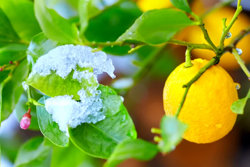 comment bien proteger du gel un citronnier en pleine terre