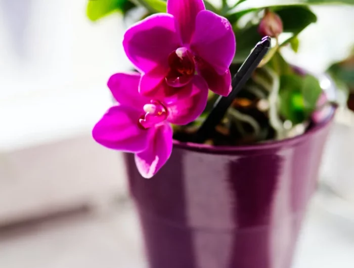 comment booster une orchidée des bourgeons fuchsia orchidee entretien pot