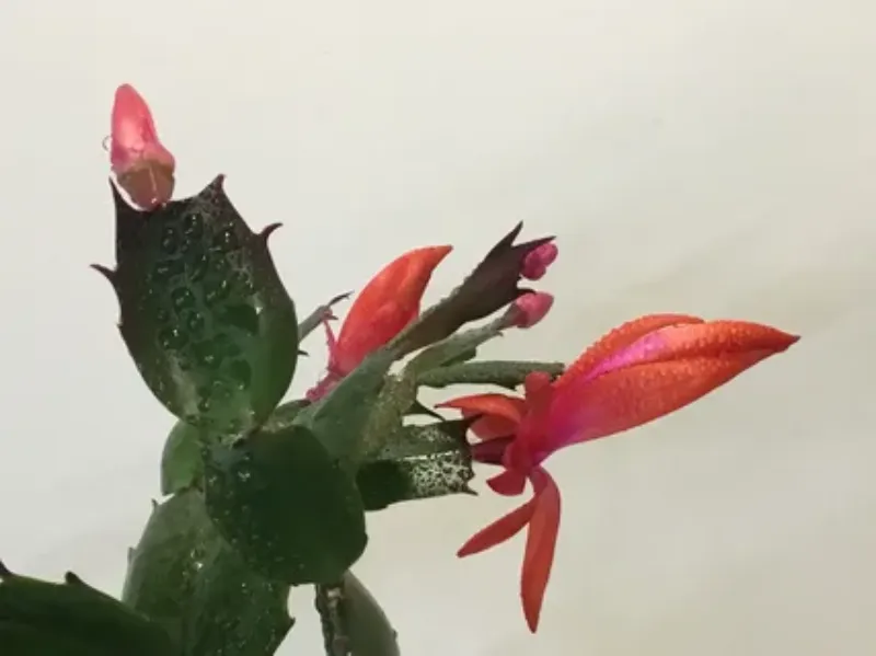 comment bouturer un cactus de noel bourgeons rouges
