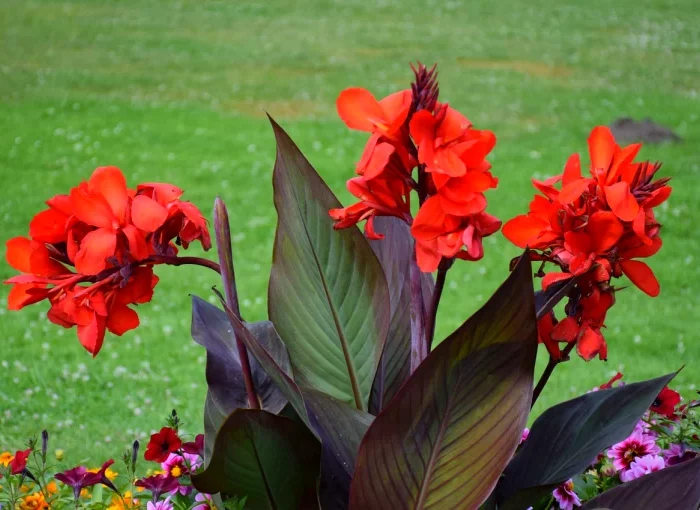 comment conserver les cannas pendant l hiver