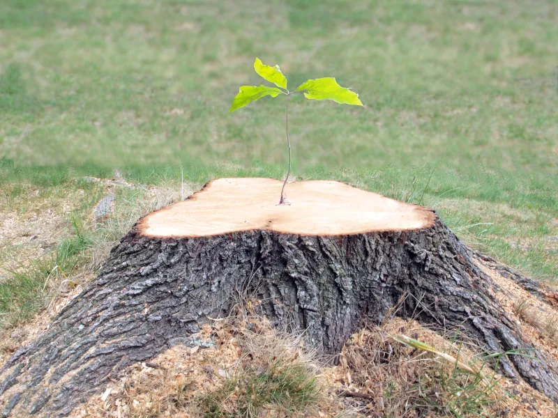 comment conserver un tronc d arbre coupe astuces