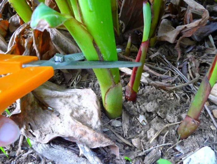 comment couper les cannas pour l hiver ciseau tige verte