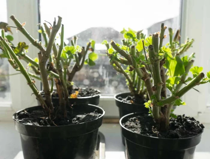 comment couper les geraniums pour l hiver pot terre plantes fleuries