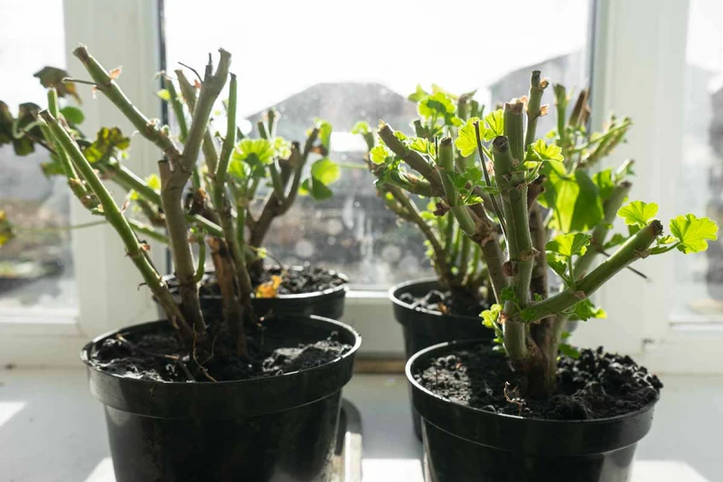 comment couper les geraniums pour l hiver pot terre plantes fleuries