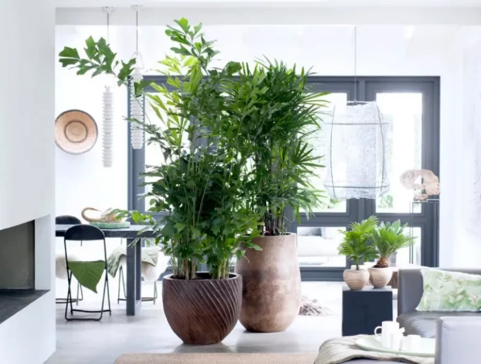 comment désinfecter l'air dans la maison sejour plein de plantes