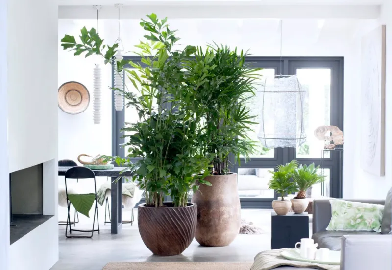 comment désinfecter l'air dans la maison sejour plein de plantes