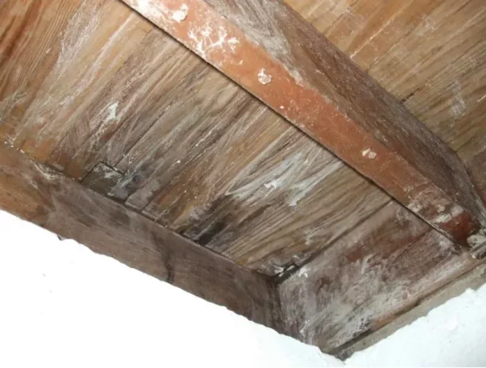 comment enlever les taches de moisissure sur du bois naturellement et definitivement bois en moissure plafond