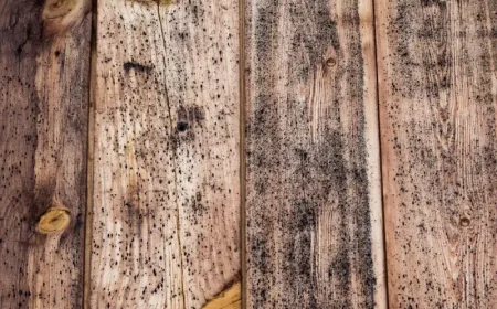 comment enlever les taches moisissure sur les planchers