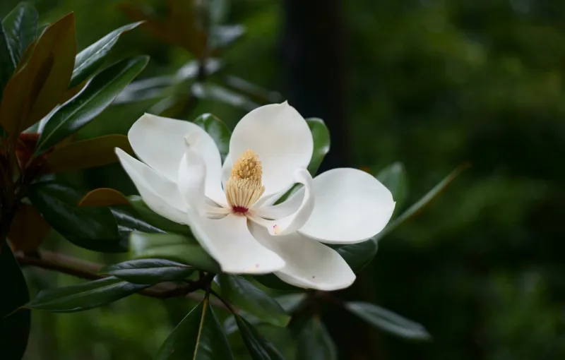 comment entretenir un magnolia fleur liliflora