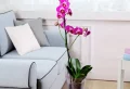 Entretien de l’orchidée en hiver – les bons gestes pour la protéger du froid
